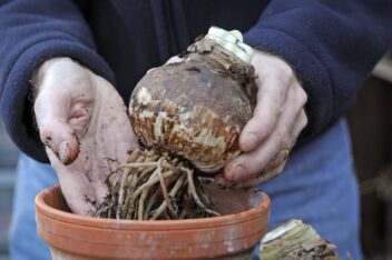 Amaryllis hippeastrum planten