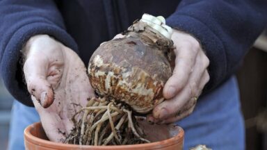 Amaryllis hippeastrum planten