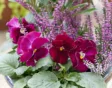 Viooltjes en heide in pot