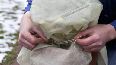 Iemand beschermt een potplant door er vliesdoek om te knopen.