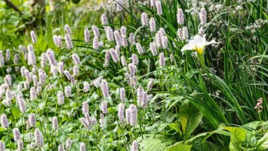 Adderwortel (Persicaria bistorta)