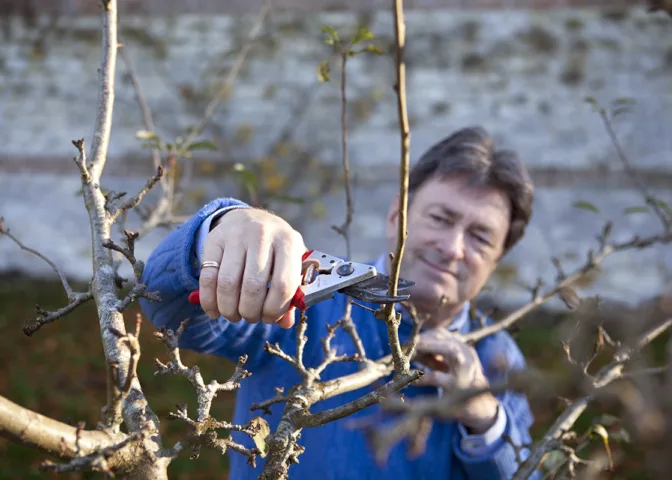 Fruitboom snoeien in de winter