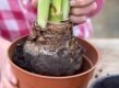 Je kunt je amaryllis verpotten als de pot te klein wordt.