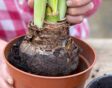 Je kunt je amaryllis verpotten als de pot te klein wordt.