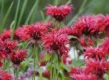 Bergamot Monarda
