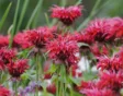 Bergamot Monarda