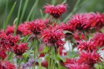 Bergamot Monarda