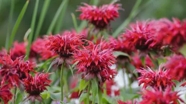 Bergamot Monarda