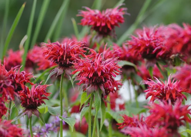 Bergamot Monarda