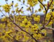 Cornus mas - gele kornoelje