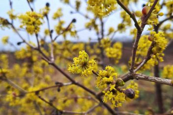 Cornus mas - gele kornoelje