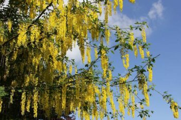 Goudenregen Laburnum