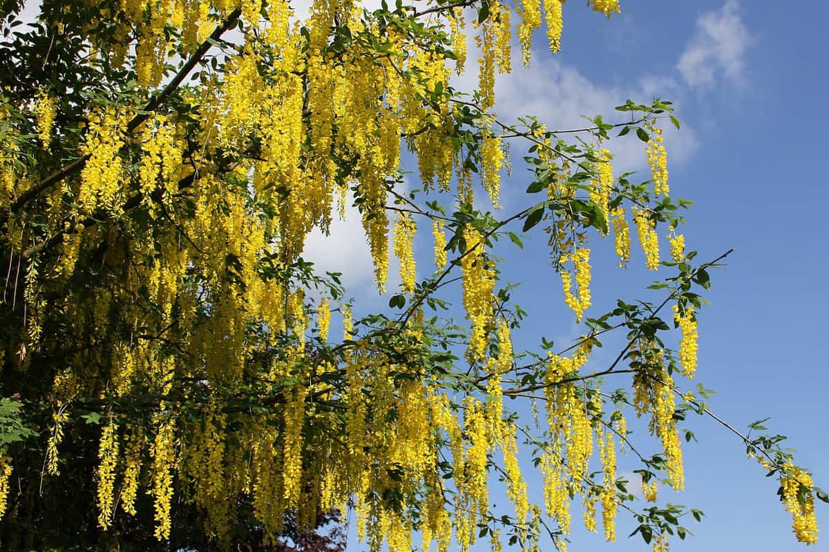 Goudenregen Laburnum