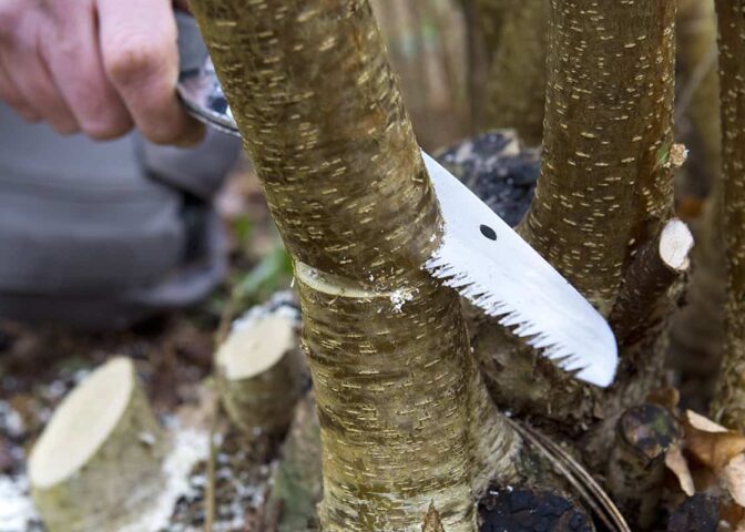 Hazelaar snoeien in winter