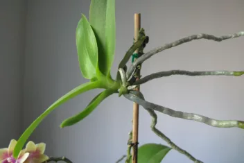 Je kunt vlinderorchidee stekken uit een keiki.