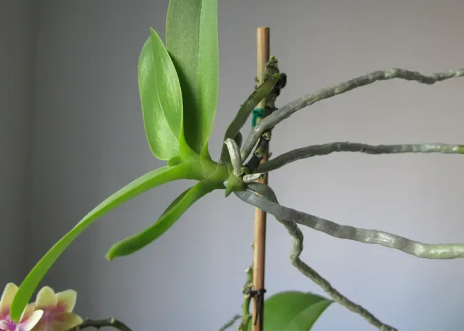 Je kunt vlinderorchidee stekken uit een keiki.