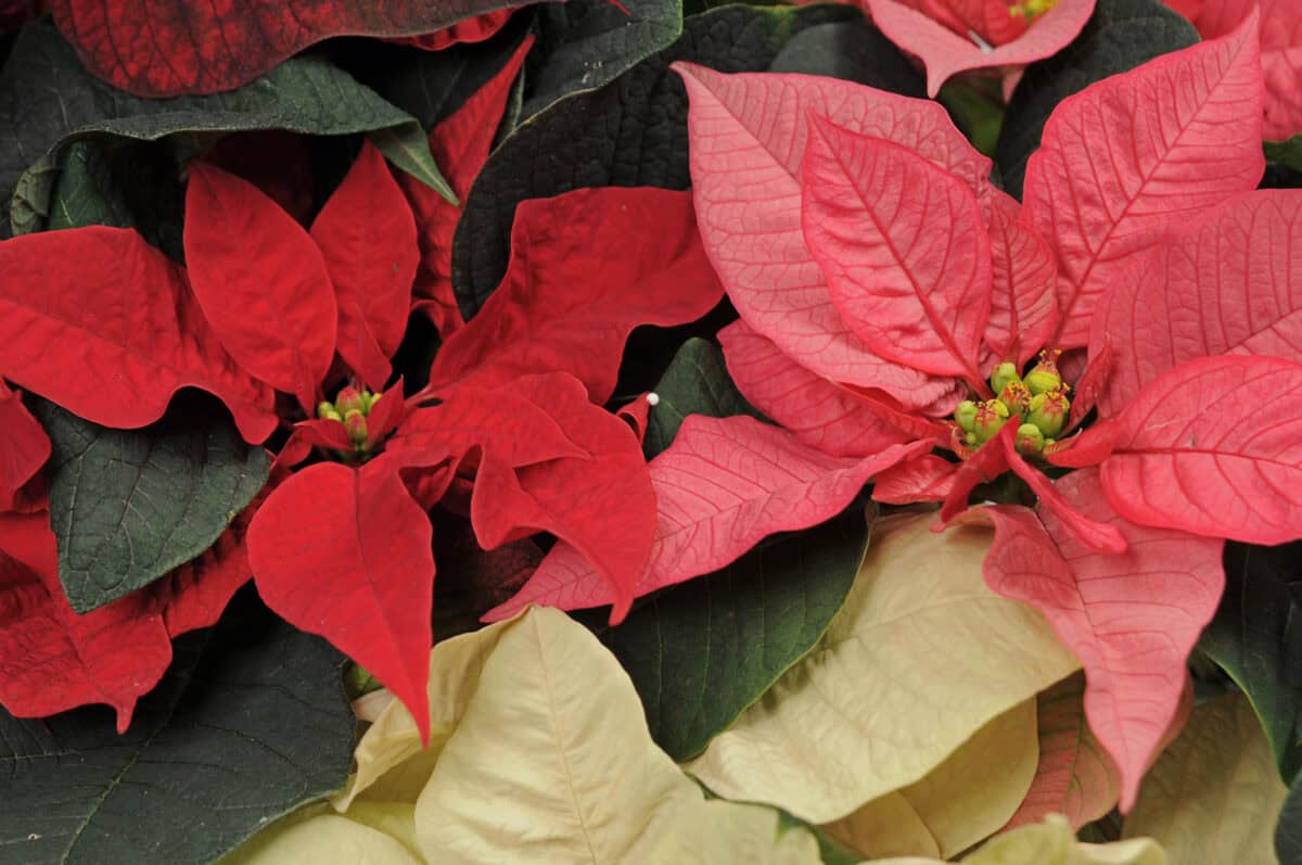 Kerstster in meerdere kleuren: wit, rood, roze.