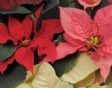 Kerstster in meerdere kleuren: wit, rood, roze.
