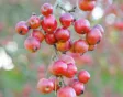 Sierappel, Malus 'Red Sentinel'