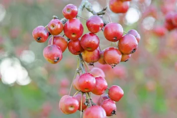 Sierappel, Malus 'Red Sentinel'