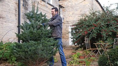 Man houdt boom met naalden vast in tuin.