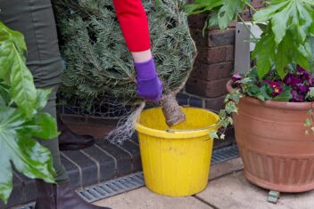 Afbeelding voor Kerstboom water geven? Dit moet je echt weten