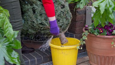 thumbnail voor Kerstboom water geven? Dit moet je echt weten