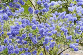 Amerikaanse-sering-Ceanothus
