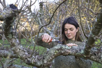 Appelboom snoeien (Malus)