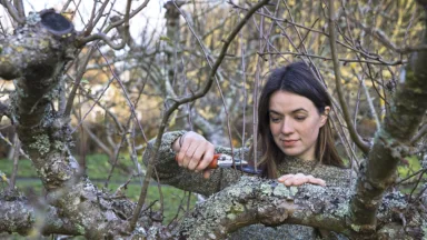 Appelboom snoeien (Malus)