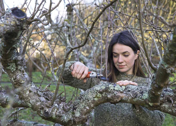 Appelboom snoeien (Malus)