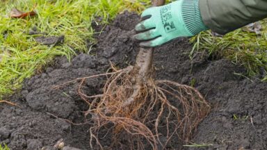 Fruitboom met kale wortel planten