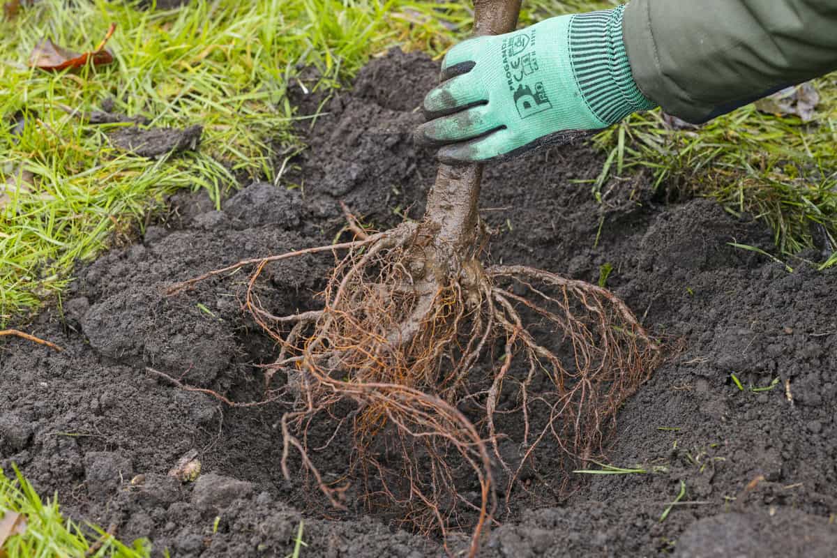 Fruitboom met kale wortel planten