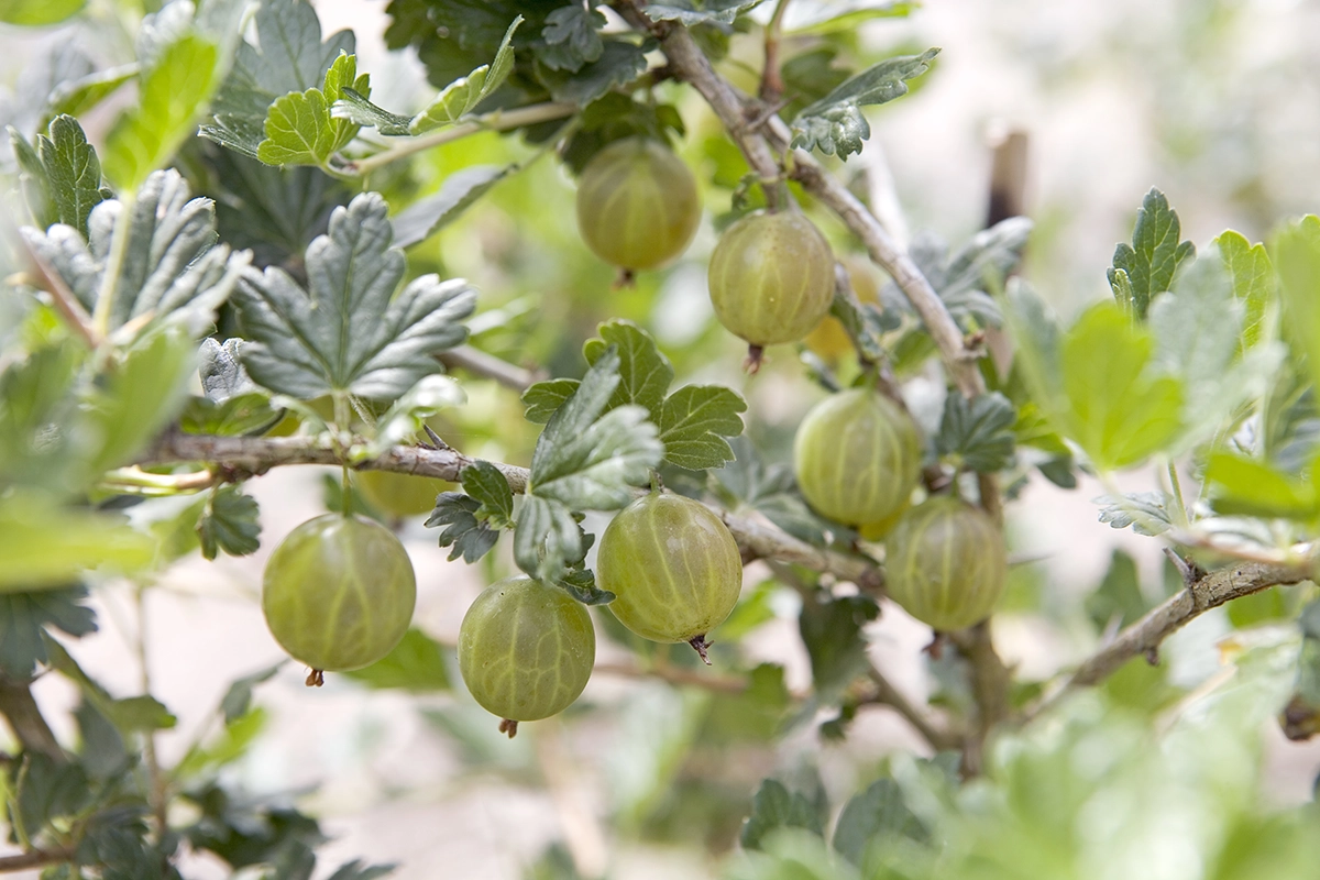Kruisbes bessenstruik