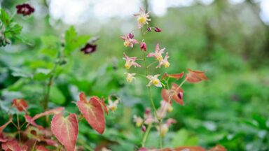 thumbnail voor De beste 13 groenblijvende bodembedekkers