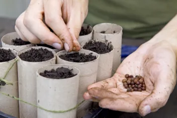 Lathyrus pronkerwt zaaien