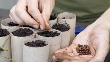 Lathyrus pronkerwt zaaien