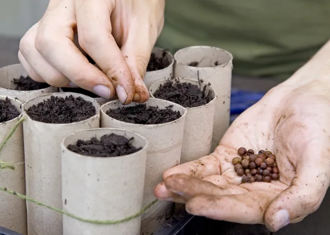 Lathyrus pronkerwt zaaien