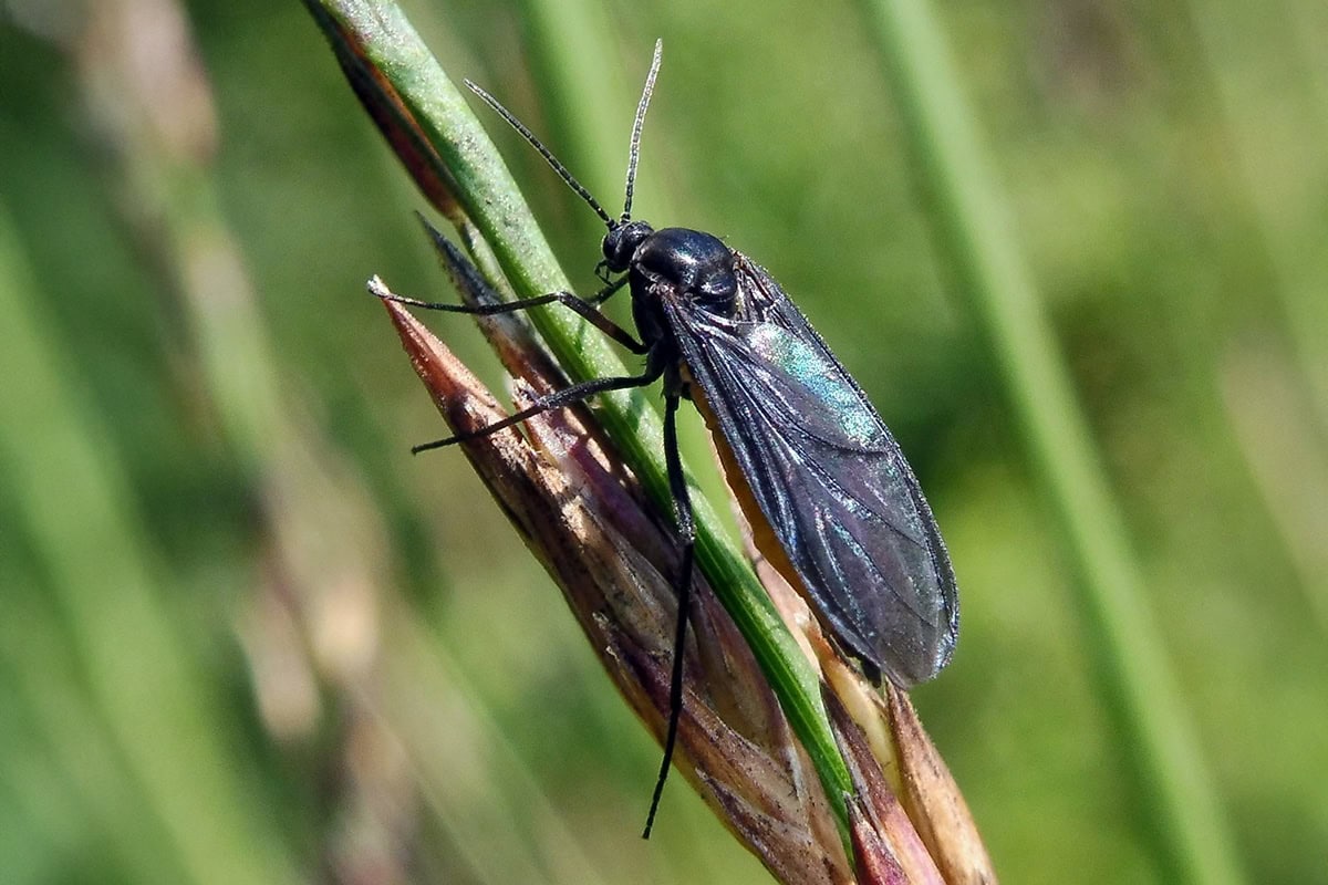 Zwart mugje op grashalm