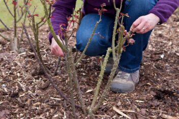 Snoei je struikroos door dode en kruisende takken te verwijderen.
