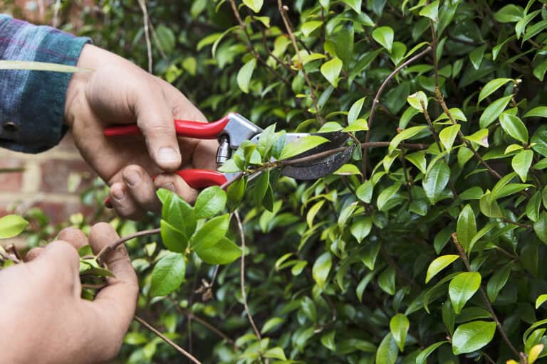 Trachelospermum 'Pink Showers' | Toscaanse Jasmijn kopen? | Het Groene Paradijs