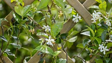 Toscaanse jasmijn, sterjasmijn