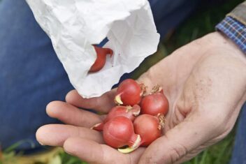 Tulipa turkestanica bloembollen planten