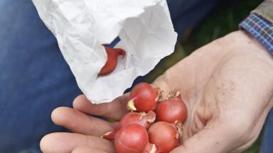 Tulipa turkestanica bloembollen planten