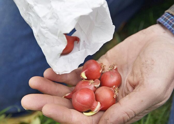 Tulipa turkestanica bloembollen planten
