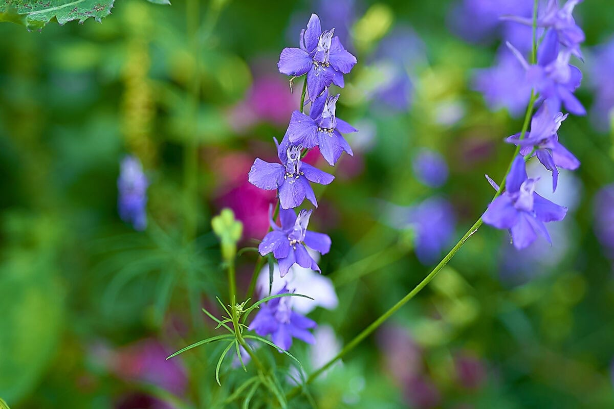 De blauwe bloemen van valse ridderspoor