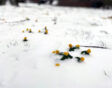 Winterakoniet (Eranthis hyemalis) in de sneeuw. Foto: Govert de Jong