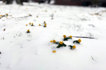 Winterakoniet (Eranthis hyemalis) in de sneeuw. Foto: Govert de Jong
