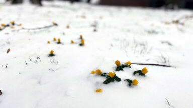 Winterakoniet (Eranthis hyemalis) in de sneeuw. Foto: Govert de Jong