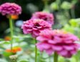 Zinnia elegans roze bloem
